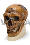 Anthropological skull – La Chapelle-aux-Saints